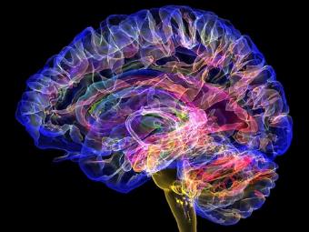 干b网大脑植入物有助于严重头部损伤恢复